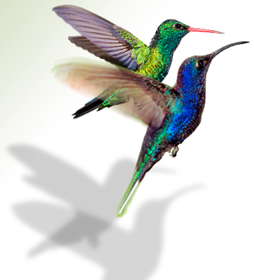 Responsive image